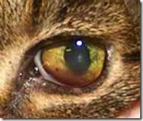 Leukemia Jaundice In Cats photo
